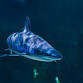 Shark Talk event image