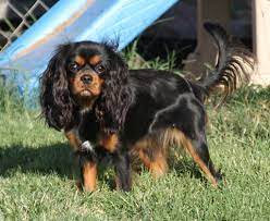 Colors Of The Cavalier King Charles Spaniel King Charles Cavalier Spaniel Puppy Cavalier King Spaniel King Charles