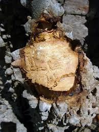 Image result for Zanthoxylum chalybeum