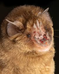 Image result for Tridactyle tridentata