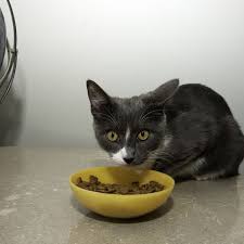 Purina Beyond Grain Free Cat Food Review Tasty And Healthy