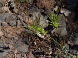 Image result for Alloeochaete geniculata