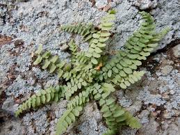 Image result for Asplenium rukararense