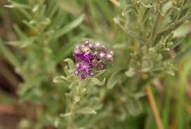 Image result for Vernonia natalensis