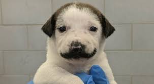 A dog that stays looking like a puppy forever! An Adorable Puppy With Fur Mustache Needs A Forever Home In Nyc Secretnyc