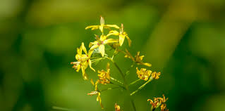 Brown or yellowish brown lobes, ray. Swamp Candles Lysimachia Terrestris
