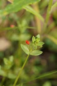Image result for Lysimachia arvensis