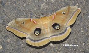 This is frank, the polyphemus moth. Polyphemus Moths Live Near Me Backyardsfornature Org