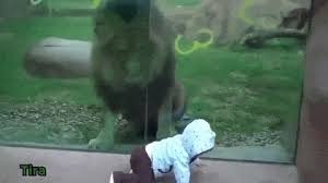 Animal Attack Human Animal Attack On People 2015 Episode 1 Animal Attack Animals Human