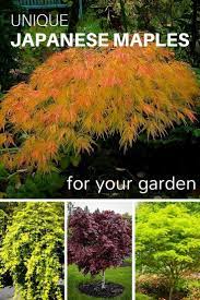 Discover Unique Japanese Maples For Your Garden From Thetreecenter Japanese Maple Tree Landscape Japanese Garden Landscape Small Japanese Garden