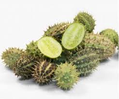 Image result for Cucumis zeyheri