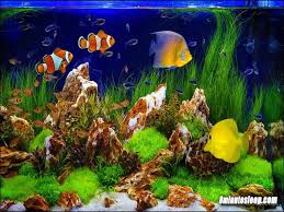 Ia boleh dibeli dengan mudah di kedai ikan. Gambar Ikan Dalam Aquarium Yang Cantik Dan Terindah