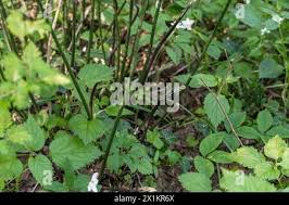 Image result for Asparagus petersianus