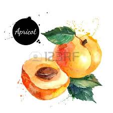 Stock Photo Illustration De Fruits Dessin Fruits Illustration Vectorielle