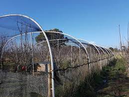 Fruit trees are grown in a variety of shapes, sometimes to please the eye but mainly to encourage fruit production. Netting Fruit Trees Made Simple For Backyard Growers Grow Great Fruit