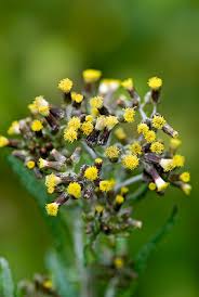 Image result for Senecio sp.no.4