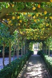Wie Macht Man Einen Spalier Mit Drahten An Einer Gartenmauer Garten Drahten Einen Einer Gart In 2020 Dream Garden Beautiful Gardens Outdoor Gardens