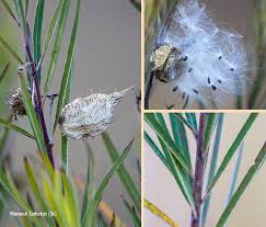 Image result for Gomphocarpus fruticosus