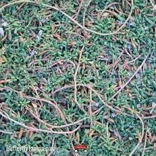 Image result for Sesuvium portulacastrum