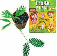 You Can Now Grow The Only House Plant That Moves When You Tickle It The Tickle Me Plant Is A Fun At Home Proj Plants Educational Toys For Kids Tickleme Plant