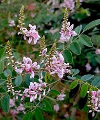 Image result for Indigofera kuntzei
