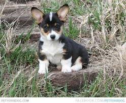 Black And Brown Corgi Cava Corgi White With Black Fur Coat Dog Pictures Corgi Dogs