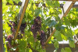 Young green grape branches on the vineyard in spring time. Growing Backyard Grapes Planting Growing Pruning