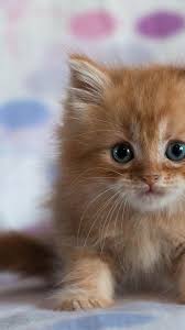 Tiny puppies, toddlers walking hand in hand and many more. Cute Kittens Wallpapers For Mobile Wallpaper Cave