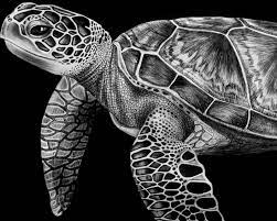 Image Result For How To Draw A Realistic Sea Turtle Sea Turtle Drawing Sea Animals Drawings Sea Creatures Art
