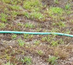 If a plant is overwatered, it will likely develop yellow or brown, limp leaves as opposed to dry, crispy leaves (which are actually a sign of too sign two: Centipede Overwatering Problems Walter Reeves The Georgia Gardener