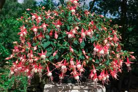 One member has or wants this plant for trade. Growing The Fuchsia Plant Tips On Fuchsia Care Plantcaretoday