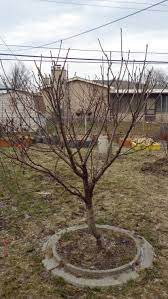 Artificial cherry tree gold vase for flower artificial blossom tree blossom tree white pearl vase blossom tree wallpaper pink tree wallpaper blossom cherry tree artificial peach tree flower metal vase egg vase florist flower. Gisela 3 Or 5 For Whitegold Cherry General Fruit Growing Growing Fruit