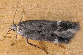 Image result for Bryotropha similis