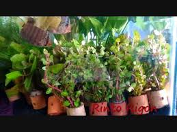Matali membudidayakan tanaman air di dalam 10.000 baskom. Aneka Jenis Tumbuhan Aquascape Youtube