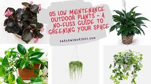 Evergreen plants are prized for low maintenance landscaping care and lush looks in a landscaping area. 05 Low Maintenance Outdoor Plants A No Fuss Guide To Greening Your Space Gardens Nursery
