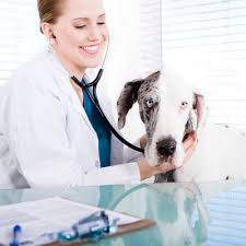 Without treatment, dogs with lymphoid tumors have a life expectancy averaging ten weeks but a few live for six to twelve months. My Dog Needs A Spleen Removal Is That Bad Petsafe