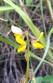 Image result for Crotalaria lanceolata