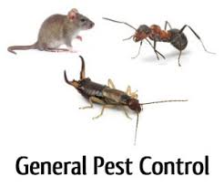 If a pesticide is needed, it's likely safer to let the pro spray your home. Joel S Pest Control Local Exterminator Pest Control Yuba City Ca