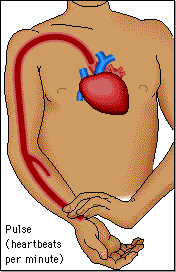 Image result for pulse rate