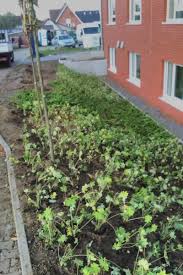 Biete hilfe in garten und haus, bei der grabpflege, kinder freizeitbetreuung, kochen, einkaufen gartenarbeit, gartenhilfe, hecke schneiden. Gartenpflege Und Mehr In Bersenbruck Gartenpflege Schreip