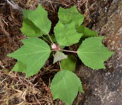 Image result for Triumfetta