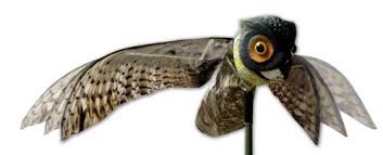 Over 60 bird species are known to damage horticultural crops. Bird X Owl Prowler Owl With Moving Wings From Bird X Bird Repellents Bird Pest Control Humming Bird Feeders