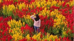 Apalagi datang pas pagi masih seger banget. Sambut New Normal Ini Rekomendasi 4 Taman Bunga Warna Warni Di Bantul