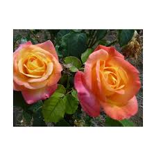 Très joli modèle ces roses et elles sont joliment bien brodées, merci de nous les faire découvrir. Rose Stiel 100 Cm Pullmann Orient Express Baipeace