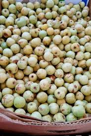 Image result for Sclerocarya birrea