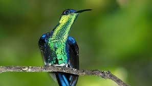 Maybe you would like to learn more about one of these? Inilah Jenis Burung Kolibri Yang Terdapat Di Indonesia