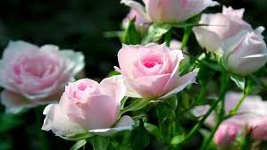 Bunga lisianthus merupakan bunga asli dari texas dan meksiko yang menyimbolkan tentang sifat alami. Gambar Bunga Mawar Merah Yg Indah Daftar Nama Bunga Gambar Bunga Cantik Indah Kumpulan Gambar Bunga Mawar Paling Indah Ca Gambar Bunga Bunga Mawar Cantik