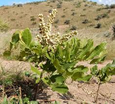 Image result for Deinbollia