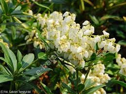 Image result for Pieris japonský debutante obrázek