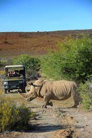 Gerade wenn man keines der. Safari Im Aquila Game Reserve Nahe Kapstadt In Sudafrika Kapstadt Entdecken
